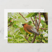 Resting Cedar Waxing Briefkaart (Voorkant / Achterkant)