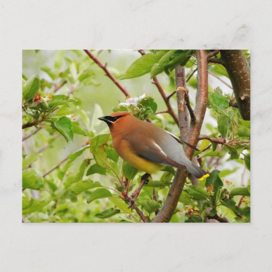 Resting Cedar Waxing Briefkaart (Voorkant)