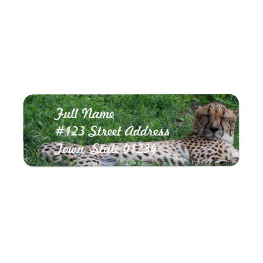 Resting Cheetah Mailing Label (Voorkant)