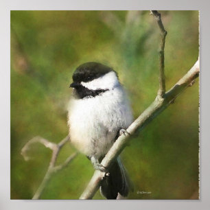 Resting Chickadee - ETSY Poster