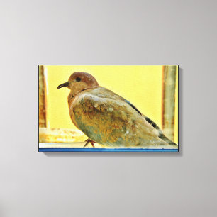 Resting Dove Canvas Afdruk