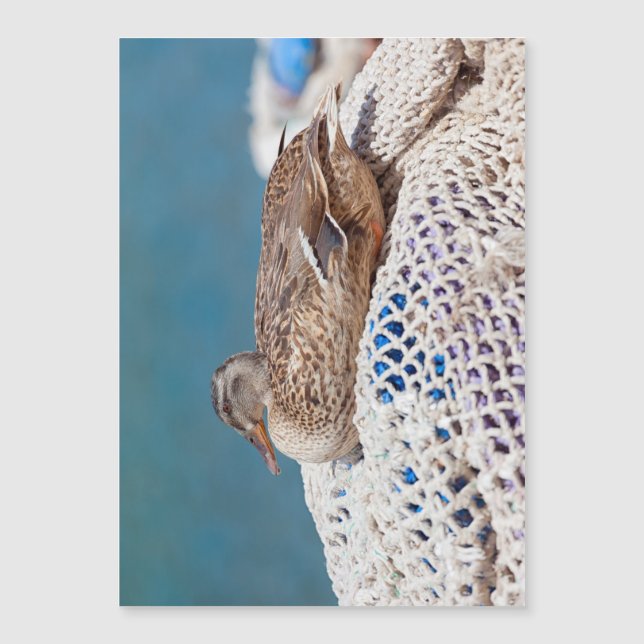 Resting Duck (Voorkant)