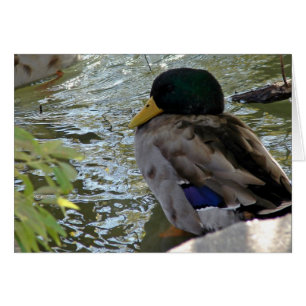 Resting Duck
