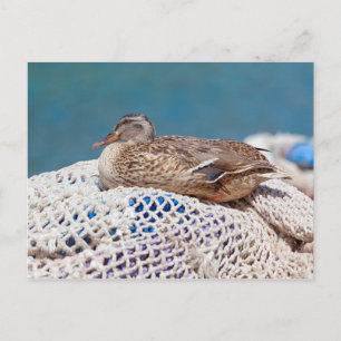 Resting Duck Briefkaart
