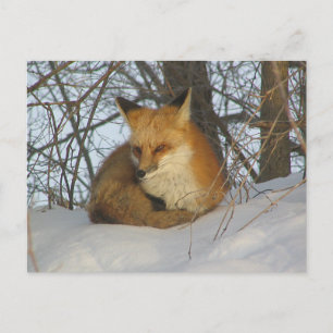 Resting Fox Briefkaart