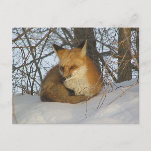 Resting Fox Briefkaart (Voorkant)