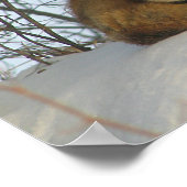 Resting Fox Poster (Hoek)