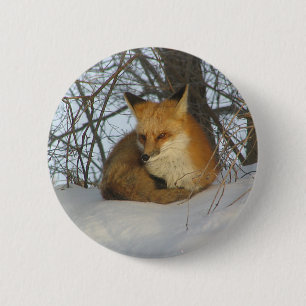 Resting Fox Ronde Button 5,7 Cm