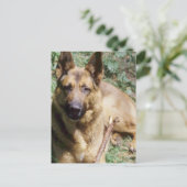 Resting German Shepherd Briefkaart (Staand voorkant)