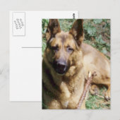 Resting German Shepherd Briefkaart (Voorkant / Achterkant)