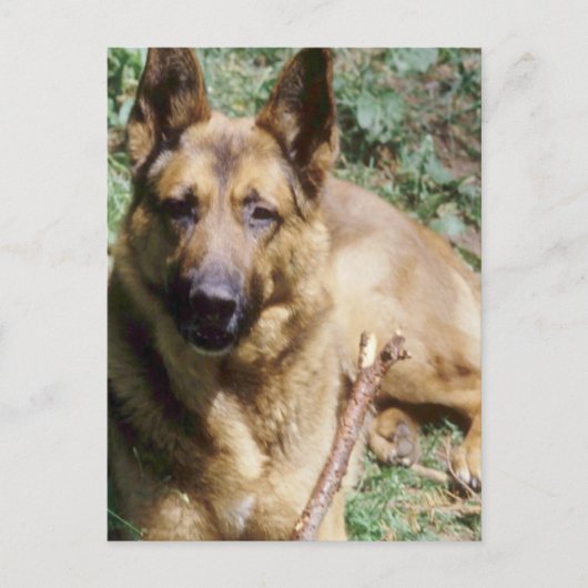Resting German Shepherd Briefkaart (Voorkant)