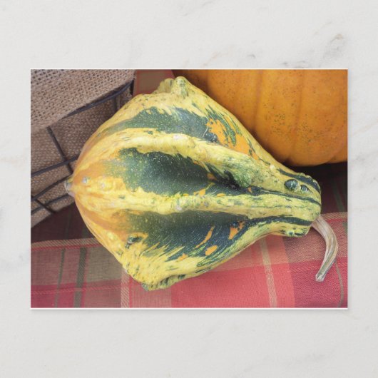Resting Gourd Briefkaart (Voorkant)