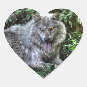 Resting Gray Wolf 3 Wildlife Gift Hart Sticker