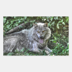 Resting Gray Wolf 3 Wildlife Gift Rechthoekige Sticker