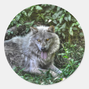 Resting Gray Wolf 3 Wildlife Gift Ronde Sticker