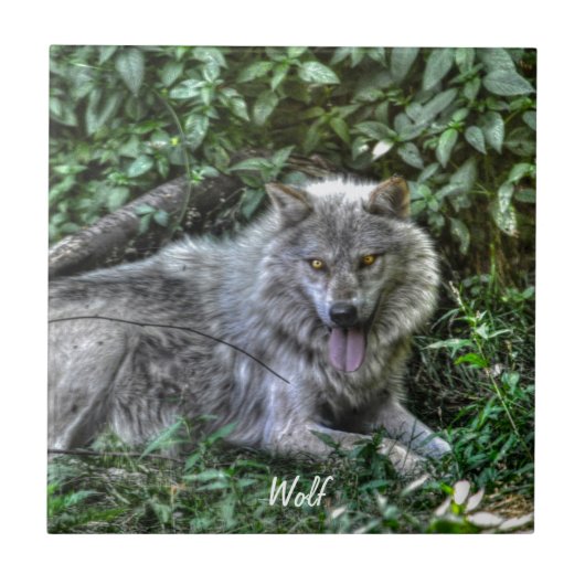 Resting Gray Wolf 3 Wildlife Gift Tegeltje (Voorkant)