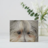 Resting Havanese Dog Briefkaart (Staand voorkant)