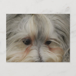 Resting Havanese Dog Briefkaart