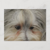 Resting Havanese Dog Briefkaart (Voorkant)