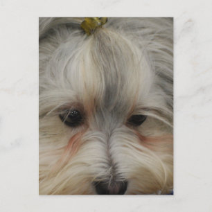 Resting Havanese Dog Briefkaart