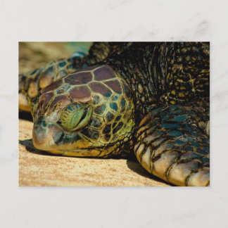 Resting Hawaiian Green Zee Turtle (Honu) Briefkaar Briefkaart