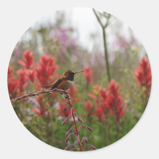 Resting Hummingbird Ronde Sticker (Voorkant)