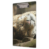Resting Jaguar Klembord (Links)