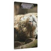 Resting Jaguar Klembord (Rechts)