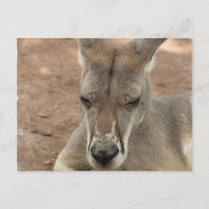 Resting Kangaroo Briefkaarten