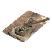 Resting Kangaroo Premium Magnet Magneet (Linkerzijde)
