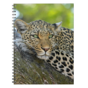 Resting Leopard Notitieboek