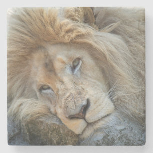 Resting Lion Stenen Onderzetter