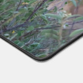 Resting Lioness in African Wilderness (Coin)