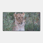 Resting Lioness in African Wilderness Bureaumat (Voorkant)