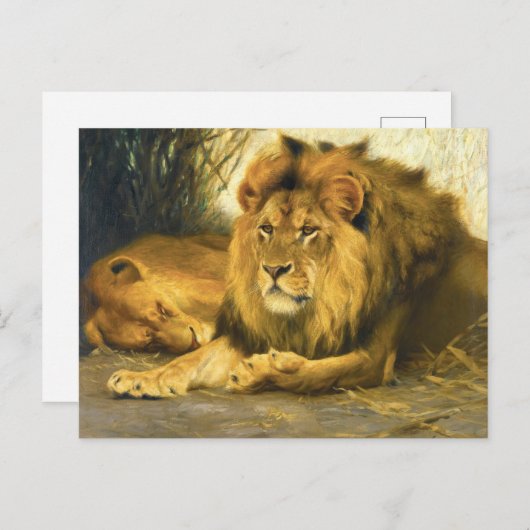 Resting Lions door Wilhelm Kuhnert Briefkaart (Voorkant / Achterkant)