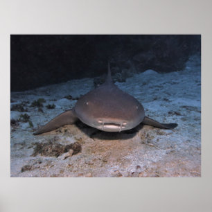 Resting Nurse Shark Poster