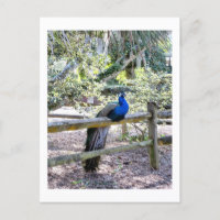 Resting Peacock Briefkaart