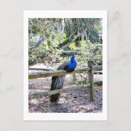 Resting Peacock Briefkaart