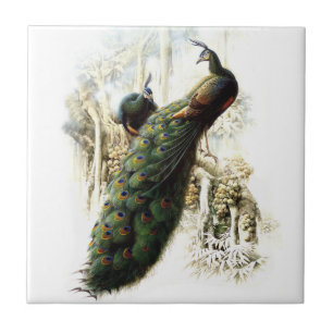 Resting Peacocks Tegeltje