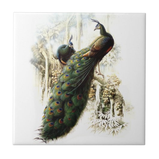 Resting Peacocks Tegeltje (Voorkant)