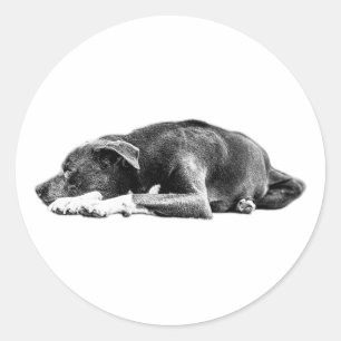 Resting Pitbull Mix Zwart-wit Art Sticker