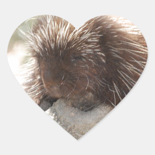 Resting Porcupine Hart Sticker (Voorkant)