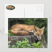 Resting Red Fox Briefkaart (Voorkant / Achterkant)