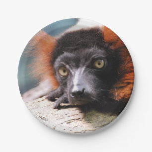 Resting Red Ruffed Lemur Papieren Bordje
