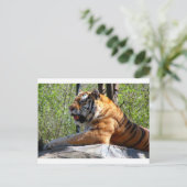 Resting Tiger Briefkaart (Staand voorkant)
