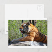 Resting Tiger Briefkaart (Voorkant / Achterkant)