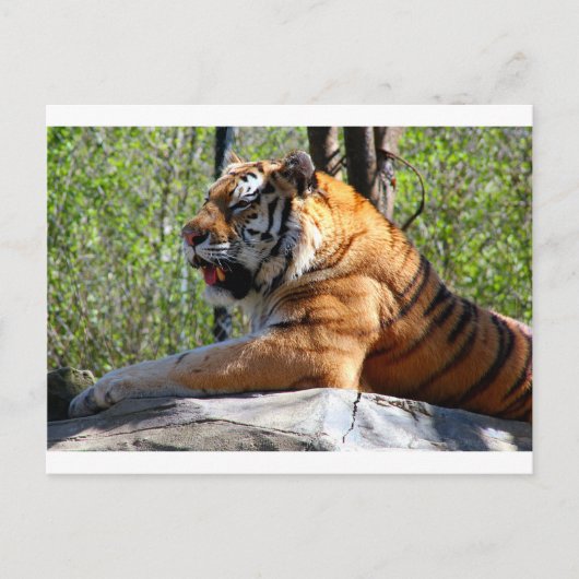 Resting Tiger Briefkaart (Voorkant)