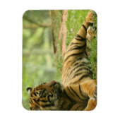 Resting Tiger Flexibele Magneet (Verticaal)