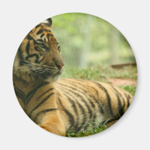 Resting Tiger Magnet Magneet
