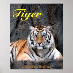 Resting Tiger Poster
